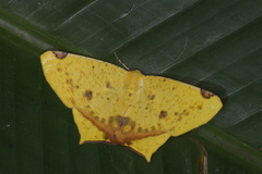 Nepheloleuca illiturata