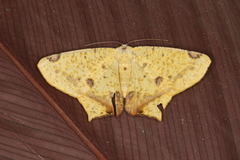 Nepheloleuca illiturata
