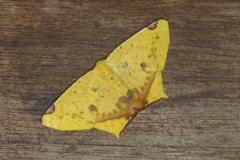 Nepheloleuca illiturata