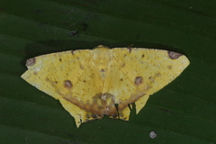 Nepheloleuca illiturata
