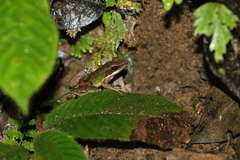 Chalcorana megalonesa