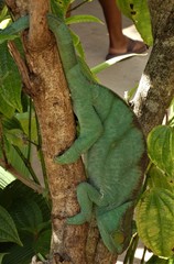 Calumma parsonii parsonii