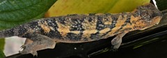 Furcifer