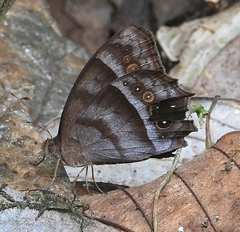 Taygetis asterie