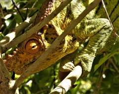 Calumma parsonii parsonii