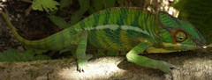 Furcifer