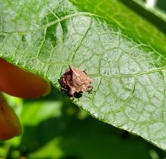 Cyrtocoris