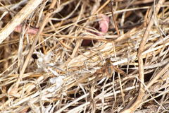 Poecilanthrax arethusa