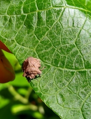 Cyrtocoris