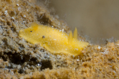 Cariopsilla pharpa
