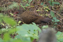 Galloperdix spadicea