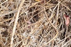 Poecilanthrax arethusa