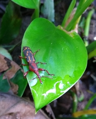 Arrhenodini
