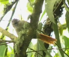 Cranioleuca subcristata