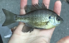 Lepomis macrochirus macrochirus