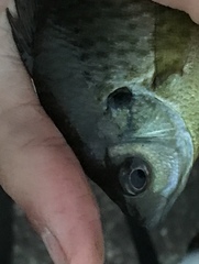 Lepomis macrochirus macrochirus