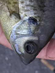 Lepomis macrochirus macrochirus