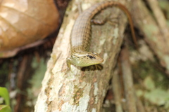 Dasia olivacea
