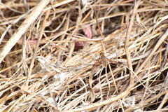 Poecilanthrax arethusa