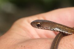 Gongylosoma baliodeira