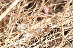 Poecilanthrax arethusa