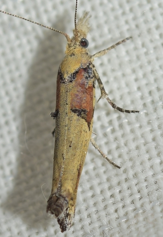 Ypsolopha excisella