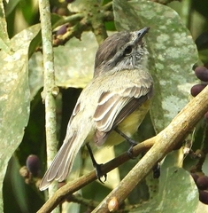 Phyllomyias griseiceps
