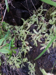 Pinguicula macroceras