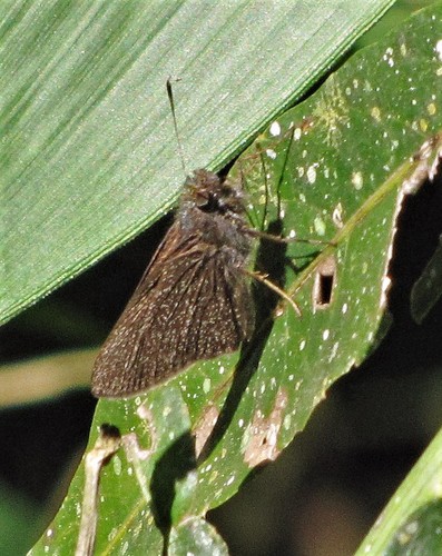 Adlerodea modesta