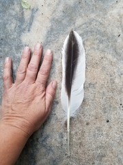 Pelecanus erythrorhynchos