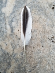 Pelecanus erythrorhynchos