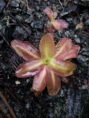 Pinguicula macroceras
