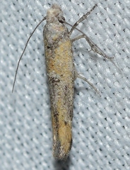 Zelleria oleastrella