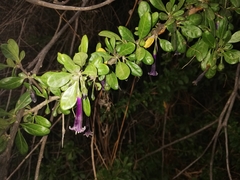 Dunalia brachyacantha