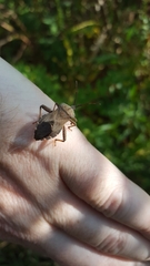 Piezogaster calcarator