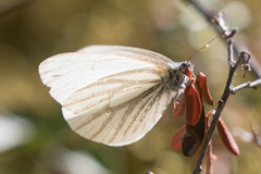Pieris angelika
