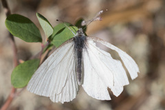 Pieris angelika