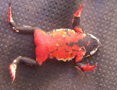 Melanophryniscus stelzneri