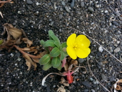 Camissoniopsis cheiranthifolia cheiranthifolia