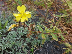 Oenothera wolfii