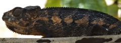 Furcifer