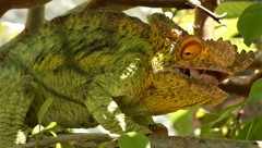 Calumma parsonii parsonii