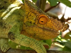 Calumma parsonii parsonii