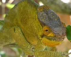 Calumma parsonii parsonii