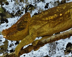 Calumma parsonii parsonii