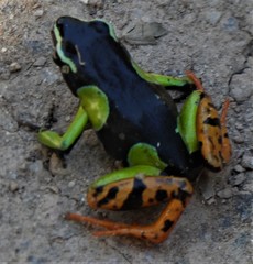 Mantella