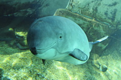Harbor Porpoise photo 2