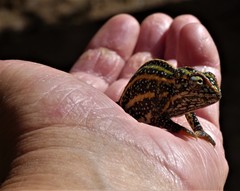 Furcifer campani