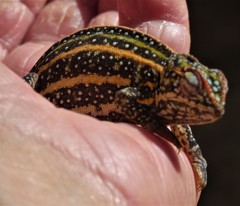 Furcifer campani