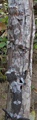 Uroplatus